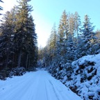 verschneiter Waldweg